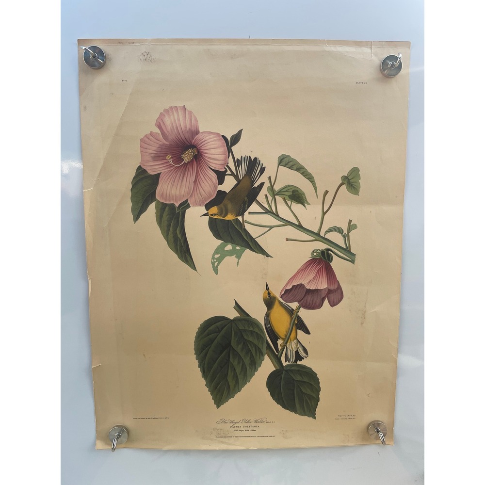 Vintage Blue-Winged Yellow Warbler Botanical Bird Print Plate 20 16x21